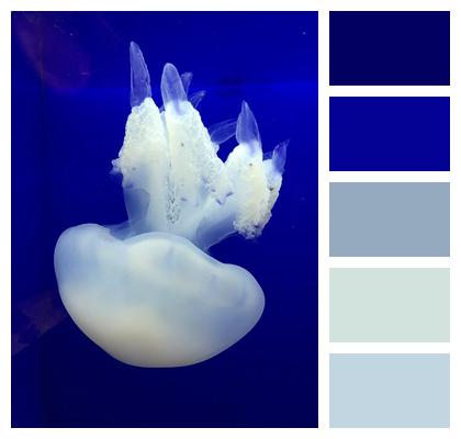 Sea Animals Jellyfish Sea Image